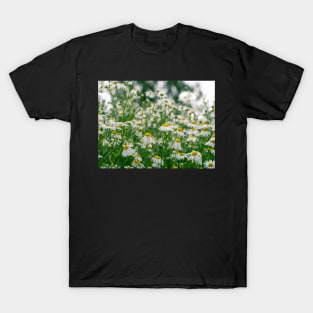 Wild camomiles T-Shirt